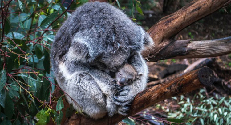 Khoa học tuyên bố gấu koala chính thức 