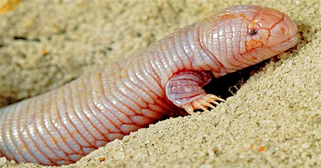 Loài thằn lằn siêu dị: Giống giun mọc tay, cả đời chui lủi trong lòng đất mà không sợ đói