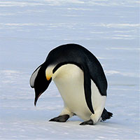 Tại sao bàn chân của chim cánh cụt không bị lạnh?
