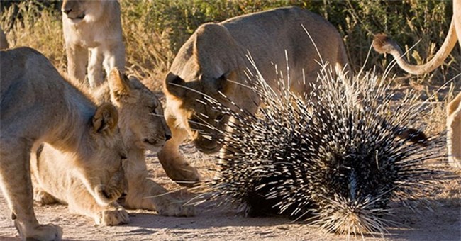Vì sao sư tử lại thích săn nhím dù chúng có thể bị đau hoặc chết vì lông nhím?