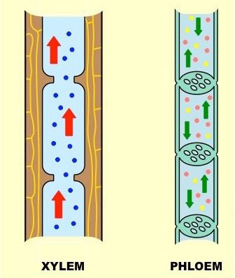 Ксилема флоэма рисунок