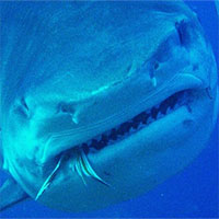 Từ bãi nôn của cá mập, khoa học phát hiện chúng ăn một loại mồi không ai nghĩ đến