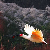 Hàn Quốc "hồi sinh" loài chim tuyệt chủng 40 năm