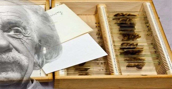 Câu chuyện về những thứ kỳ quái nhất từng được đem ra trưng bày trong bảo tàng