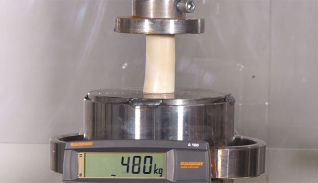 Xương của con người nói riêng và động vật nói chung là một kết cấu vô cùng chắc chắn.