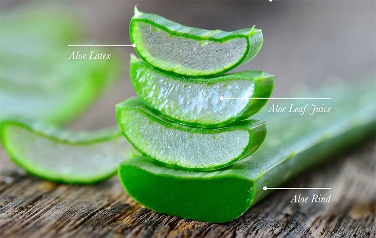 Nên thận trọng khi sử dụng lô hội qua đường ăn uống