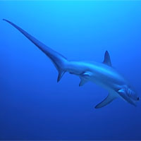 Cá mập cáo vung "roi" quật chết con mồi giữa lòng đại dương