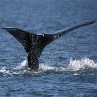 Biển nóng lên bức tử cá voi trơn Bắc Đại Tây Dương tới tuyệt chủng