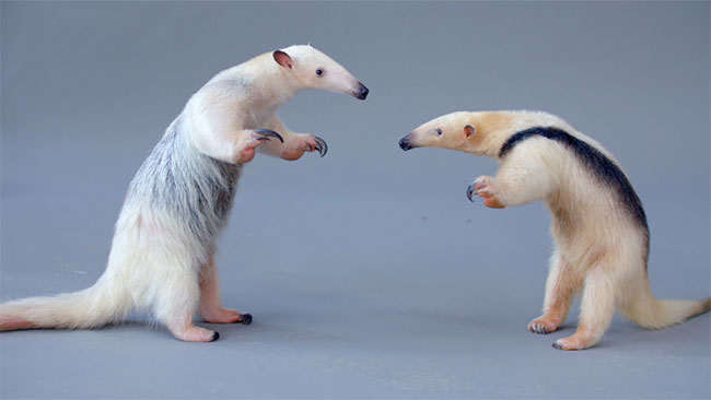 Thú ăn kiến Tamandua