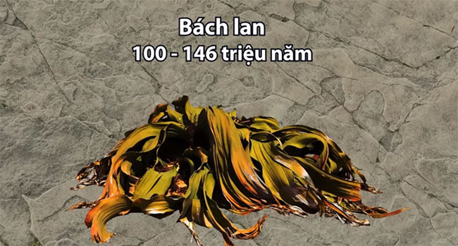 Những sinh vật sống lâu đời nhất còn tồn tại trên Trái đất