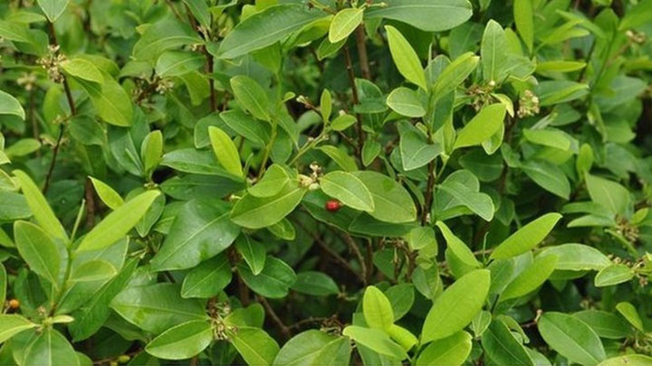Nhận biết các loại ma túy và tác hại của chúng