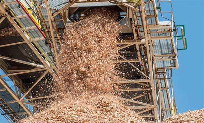 Người ta có thể sản xuất được bao nhiêu giấy từ một cái cây?