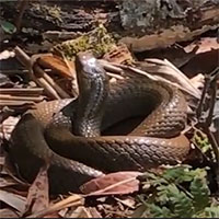 Video: Những con rắn trên dãy Hoàng Liên Sơn