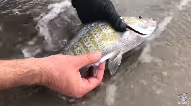 Cá đẻ con trên tay người