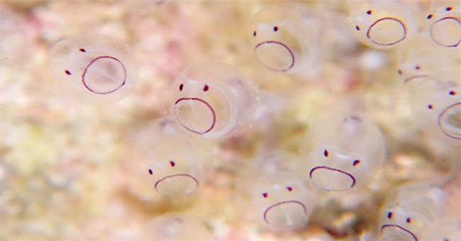 Pha dậy thì của loài hải tiêu: Lúc nhỏ xinh lắm ai ơi, lớn lên xấu xí tự xơi não mình