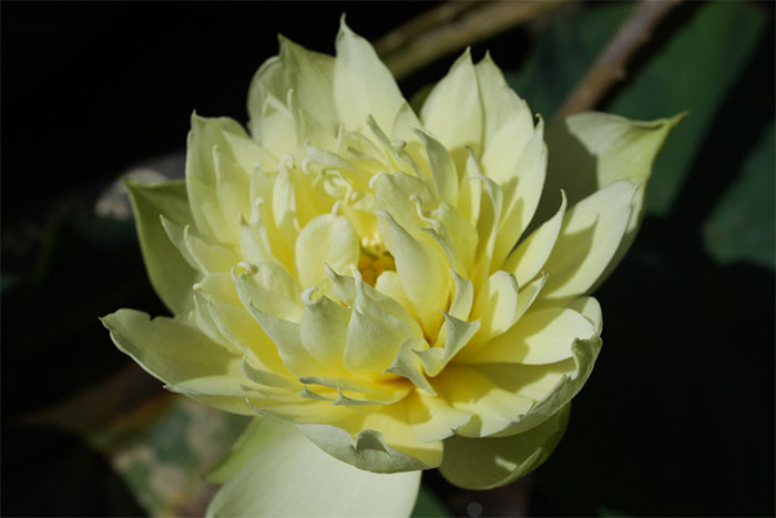 Thích thú giống sen nở hoa hàng trăm cánh