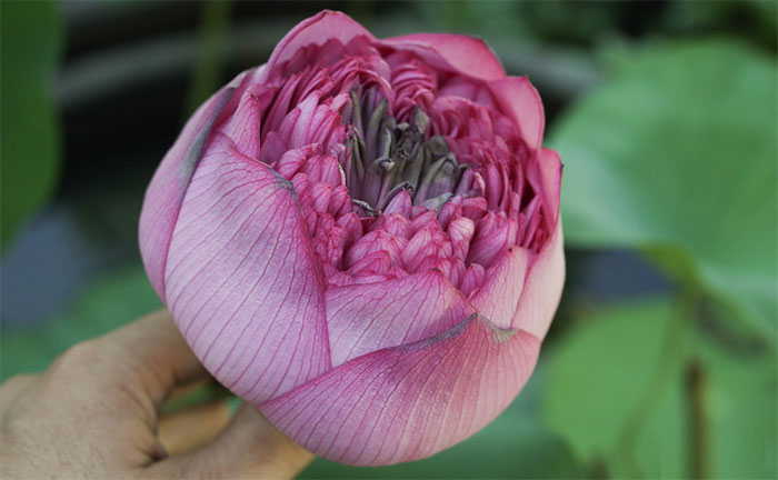 Thích thú giống sen nở hoa hàng trăm cánh