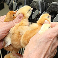 Cắt mỏ gà - Biện pháp cần được áp dụng trong chăn nuôi công nghiệp