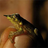Phát hiện 3 loài ếch mới ở Thái Bình Dương