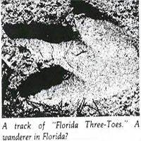Cú lừa 40 năm: Con chim cánh cụt cao 4,5 mét dạo bước trên bờ biển Florida chỉ là trò chơi khăm
