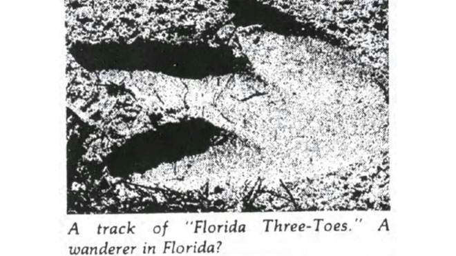Cú lừa 40 năm: Con chim cánh cụt cao 4,5 mét dạo bước trên bờ biển Florida chỉ là trò chơi khăm
