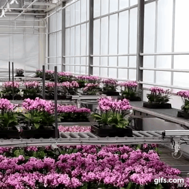 Hệ thống Walking Plant
