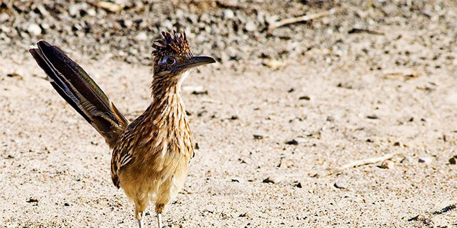 Đá tự di chuyển, cá quỷ và những điều ít biết ở Thung lũng Chết