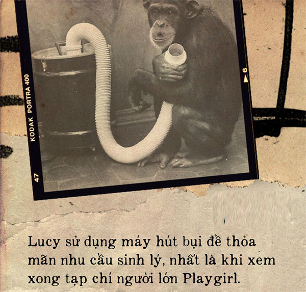 Câu chuyện đau lòng về Lucy, con tinh tinh đã tưởng mình là người