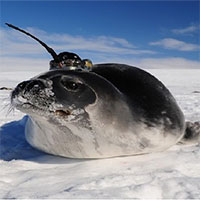 Nhà khoa học giải mã những hố băng ở Nam Cực