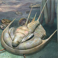 Phát hiện hóa thạch bọ ba thùy khổng lồ ở Australia