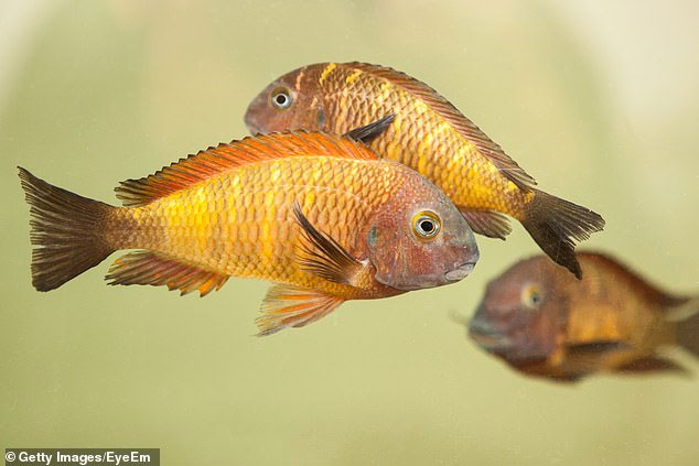 Ngỡ ngàng loài cá cũng biết tương tư như con người