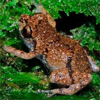 Phát hiện loài ếch “tí hon” mới Diasporus tại Costa Rica
