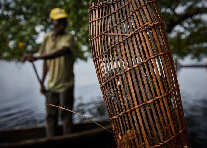 Những loài rắn kịch độc trong rừng rậm Congo