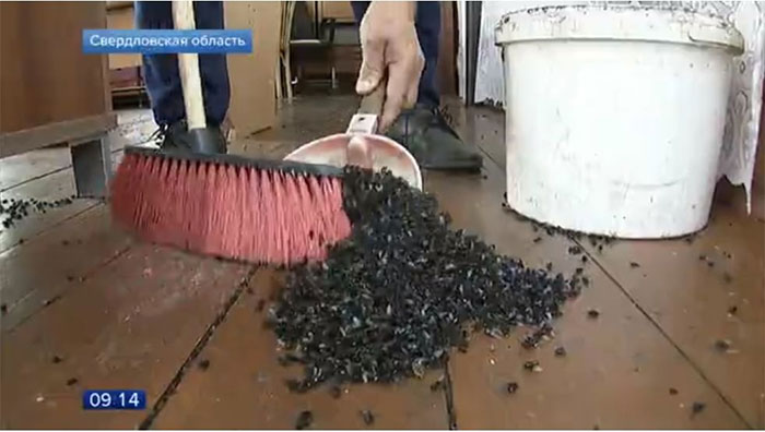 Dân miền núi Nga khốn đốn vì ruồi phủ kín bầu trời