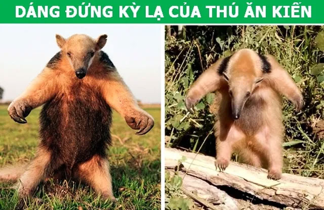 Những đặc điểm tưởng vô dụng lại là vũ khí ưu việt của động vật!