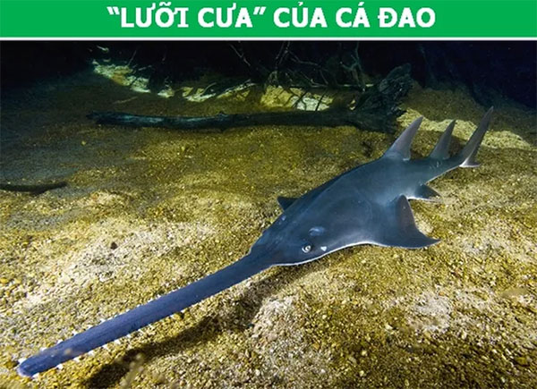 Những đặc điểm tưởng vô dụng lại là vũ khí ưu việt của động vật!