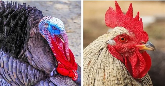 Những đặc điểm tưởng vô dụng lại là vũ khí ưu việt của động vật!