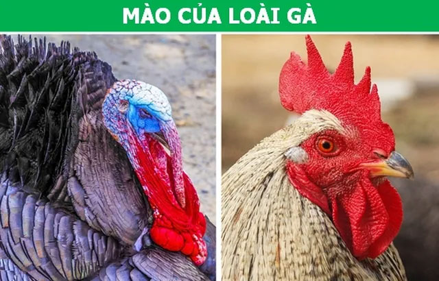 Những đặc điểm tưởng vô dụng lại là vũ khí ưu việt của động vật!