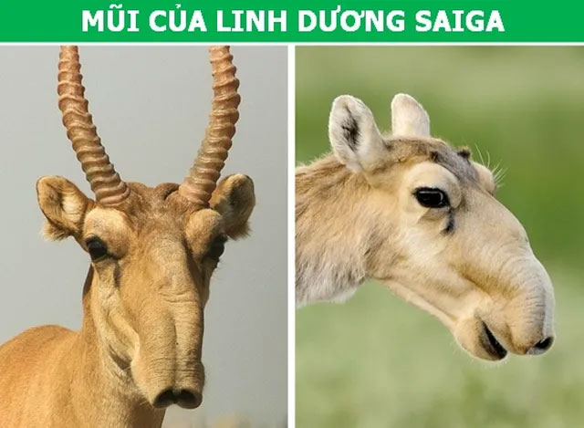Những đặc điểm tưởng vô dụng lại là vũ khí ưu việt của động vật!