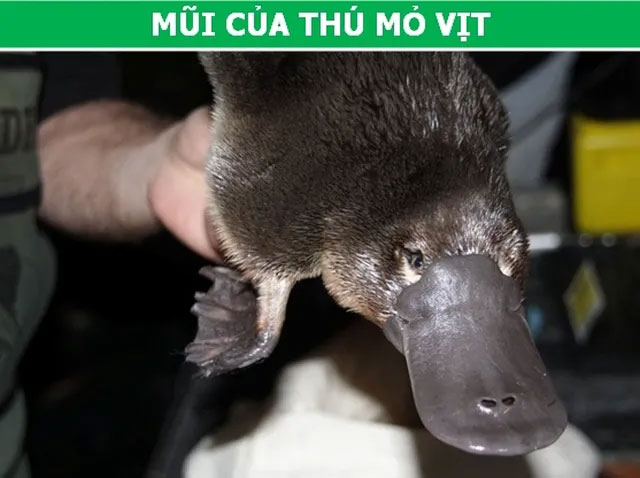 Những đặc điểm tưởng vô dụng lại là vũ khí ưu việt của động vật!