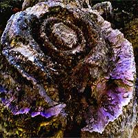 Trưng bày san hô hóa thạch hình hoa hồng 6.000 năm ở Lý Sơn
