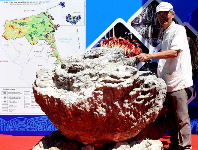 Trưng bày san hô hóa thạch hình hoa hồng 6.000 năm ở Lý Sơn