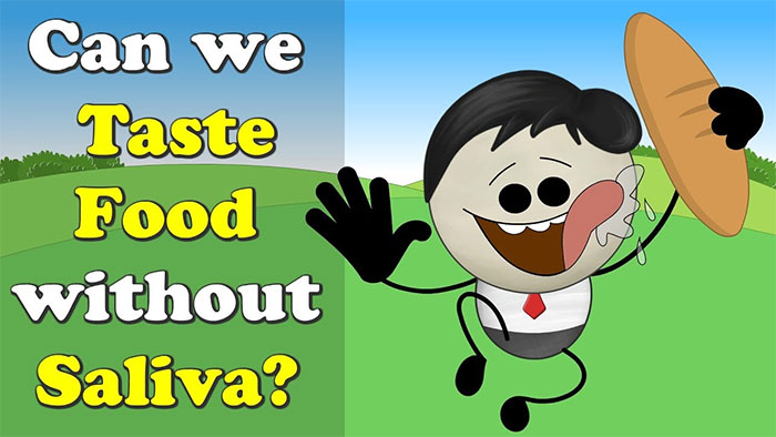 Vai trò của nước bọt trong việc cảm nhận vị thức ăn