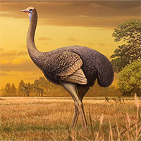 Loài chim thời tiền sử nặng nửa tấn và cao 3,5m