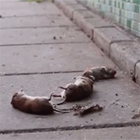 Hàng trăm con chuột nhảy cầu “tự sát“ bí ẩn ở Hà Lan