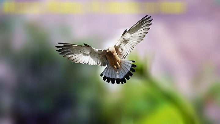Nồng độ oxy cao hơn giúp chim bay cao hơn trên bầu trời và bay trong thời gian dài hơn. 