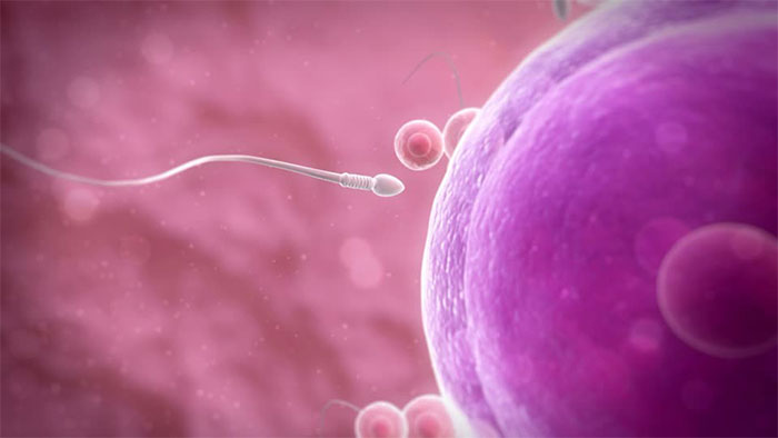 Chuyện chưa kể về cuộc đua của tinh trùng: Nhẩn nha, thoải mái, không phải càng nhiều càng tốt