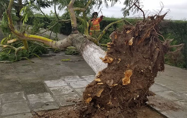 Bão Mun gây mưa lớn, nhiều cây xanh ở Hải Phòng bật gốc