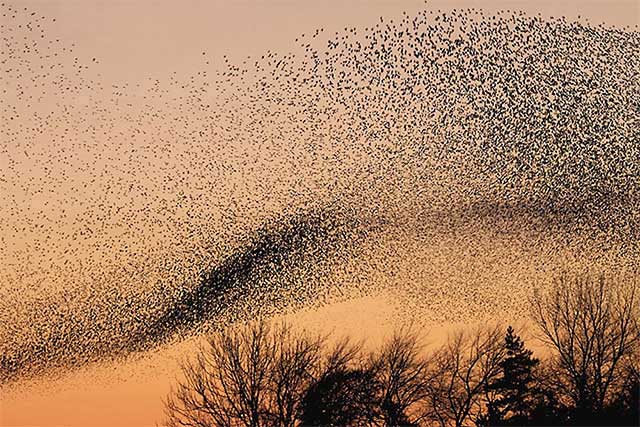 Hình ảnh đàn chim sáo đá lớn mùa di cư.