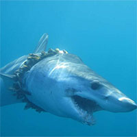 1000 con cá mập đang phải sống hết sức khổ sở vì tác hại của nhựa với đại dương